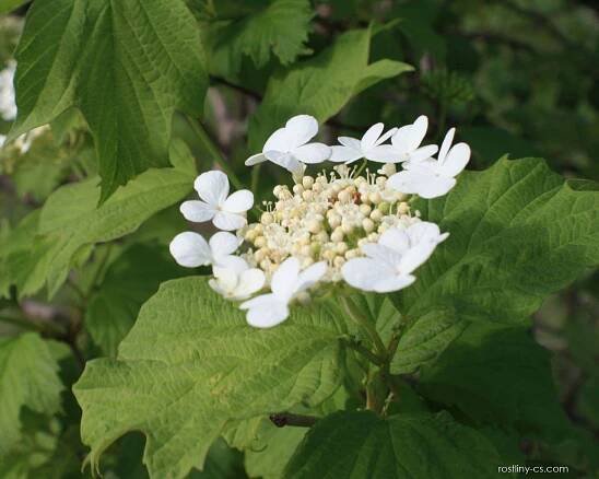 Kalina obecná (Viburnum opulus)