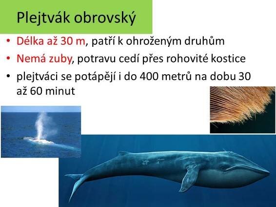 Ploutvonožci, kytovci … – Materiály pro žáky ZŠ