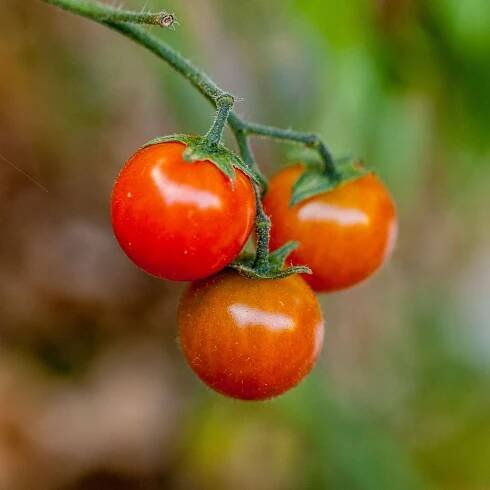 Rajče keříčkové Microberry - Solanum lycopersicum - semena - 6 ks od 103 Kč - Heureka.cz