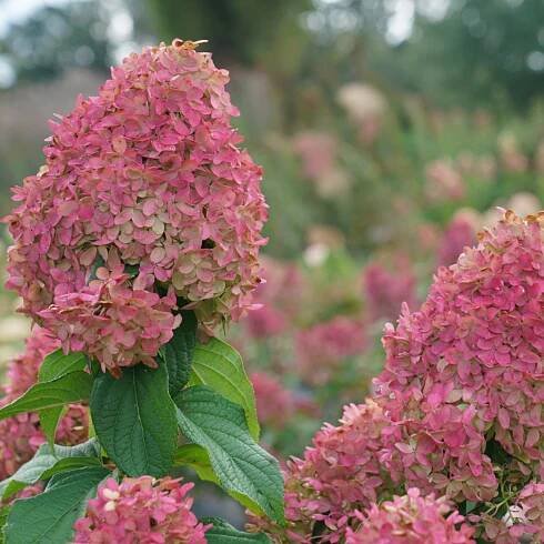 Quick Fire Fab® Hydrangea Tree