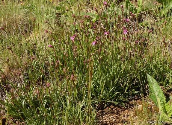 Smolnička obecná (Lychnis viscaria)