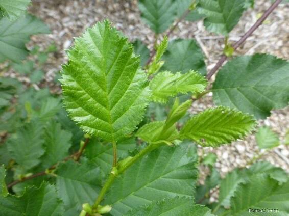 Olše zelená (Alnus alnobetula)