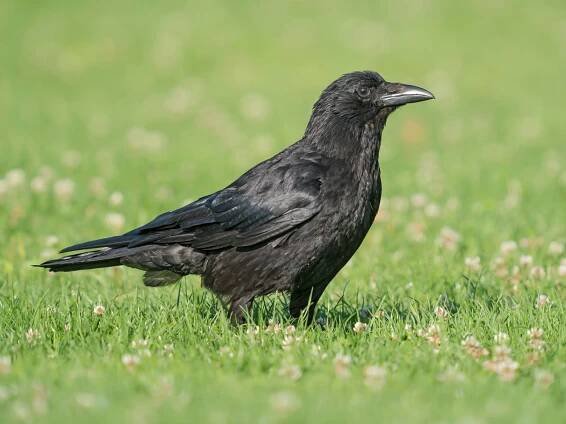 Vogelarten: Rabenkrähe