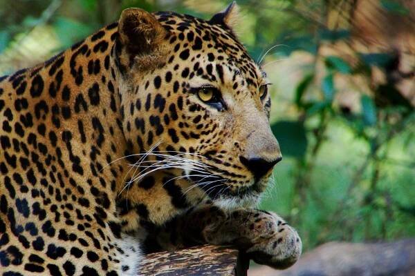 Divoký, Zvíře, Příroda, Leopard