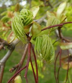 Javor mléč Summershade - větévka s mladými listy (Acer platanoides)