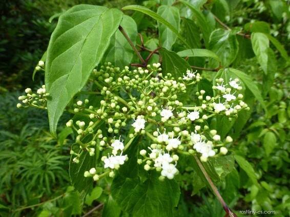 Kalina břízolistá - větévka s květem (Viburnum betulifolium)