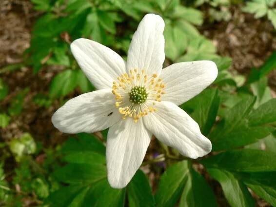 dřevo, anemone, kvetoucí