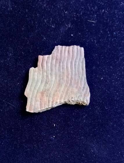Stromovitá přeslička Calamites undulatus | LovecPokladu.cz