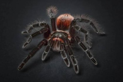 Pavouci, zajímavosti a fakta