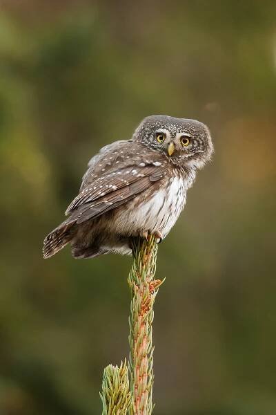 Kulíšek nejmenší // Eurasian pygmy owl (Glaucidium passerinum)