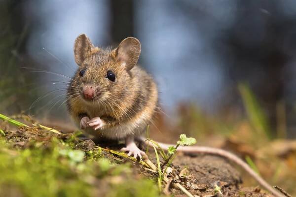 How to get rid of Mice