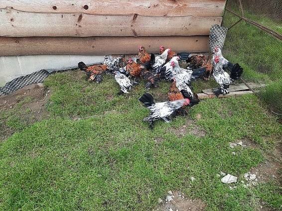 ZAKRSLÁ ROUSNÁ TŘÍBAREVNÁ SLEPICE - Knyk (Havlíčkův Brod), Prodám