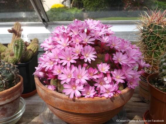 Flowering – Desert Plants Of Avalon