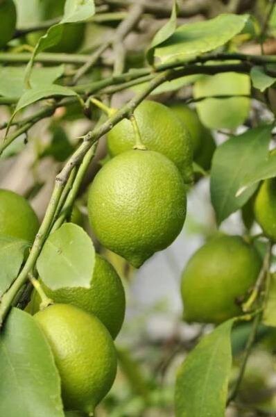 Green lemons royalty free stock images