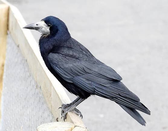 Rook (bird)