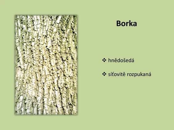 PPT - M1: LESNICKÁ BOTANIKA ČELEĎ: BUKOVITÉ III. PowerPoint Presentation - ID:6608518