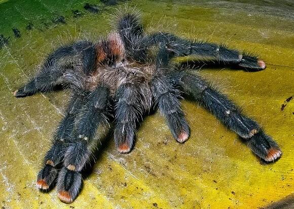 Bill Lamar searches for Tarantulas, Scorpions, and Bullet Ants in the Amazon Rainforest and Beyond — Exotica Esoterica