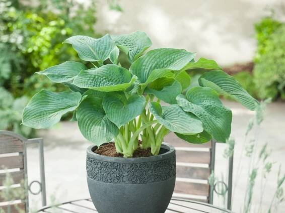 OBI Bohyška zelená pr. květináče cca 17 cm Hosta