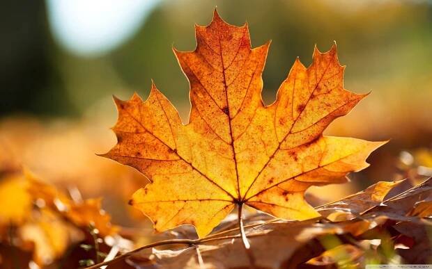 Best Autumn Pictures Wallpaper