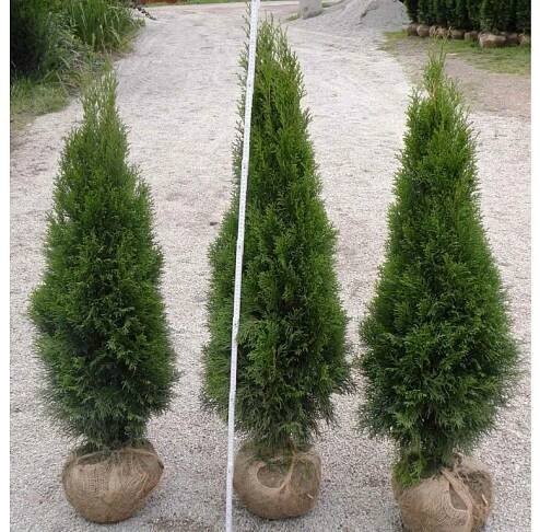Thuje Smaragd 100 - 120 cm - MULTIFLORA.CZ