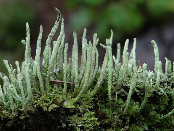 Soubor:Cladonia coniocraea a1 (9).JPG