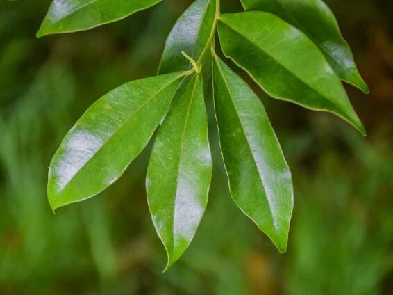 Craibiodendron