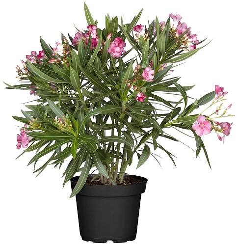 GROW by OBI Oleandr obecný (Nerium oleander) keř, růžový, pr. kv. 20 cm