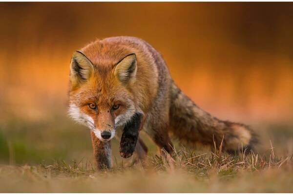 Krafttier Fuchs