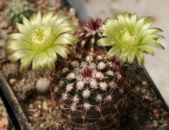 Echinocereus viridiflorus - Wikipedia