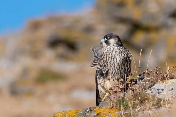 Masterclass articles | BTO
