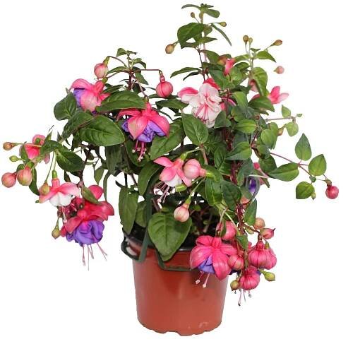 Fuchsie převislá (Fuchsia hybrida) pr. květináče 11 cm nakoupit u OBI