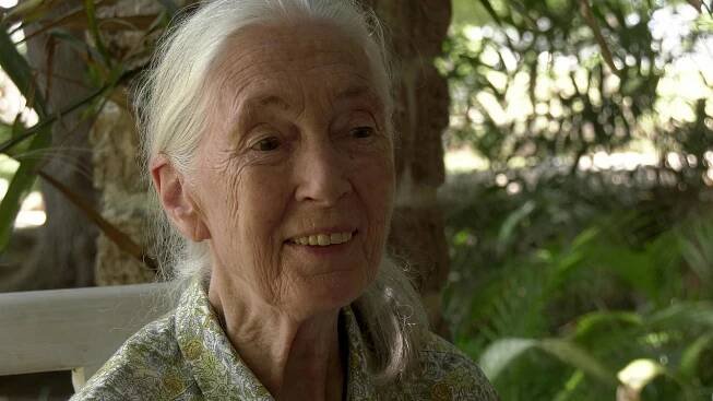 Jane Goodallová - nová generace - Z filmu - Jane Goodall