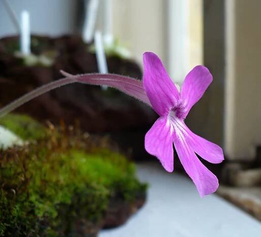 Pinguicula hemiepiphytica