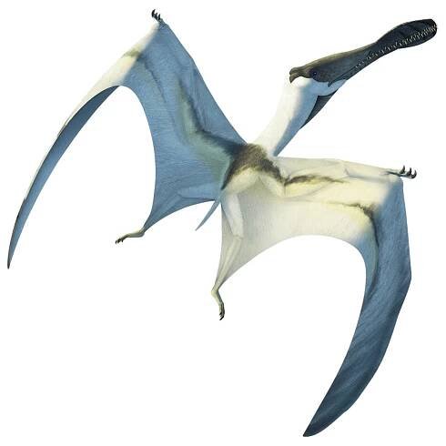 Vitor Silva - Pteros
