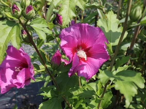 Ibišek syrský 'Russian Violet'