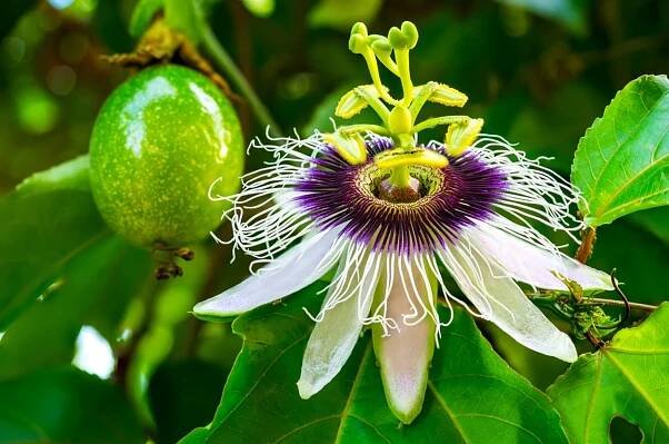 Mučenka jedlá (Passiflora edulis)