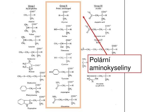PPT - Biochemie I Aminokyseliny a peptidy PowerPoint Presentation, free download - ID:3883720