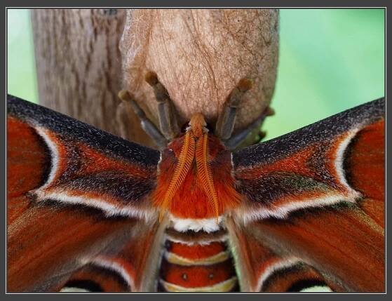 Botanická zahrada PřF MU, martináč Attacus atlas