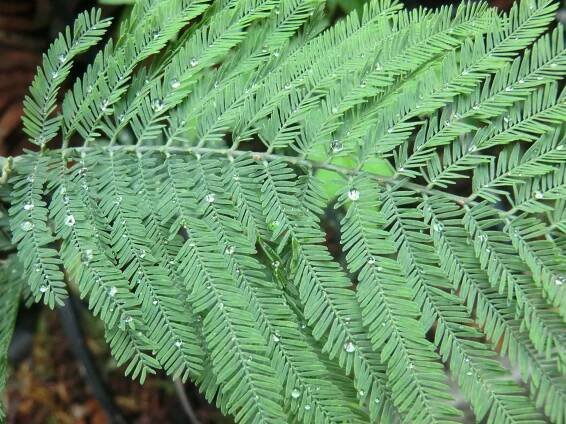 Soubor:Acacia dealbata4.jpg