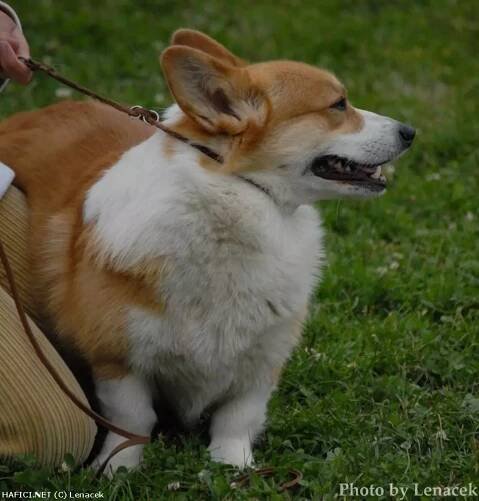 Welsh Corgi Pembroke - Welsh Corgi Pembroke http://hafici.net/profil/96 | © Lenacek | 