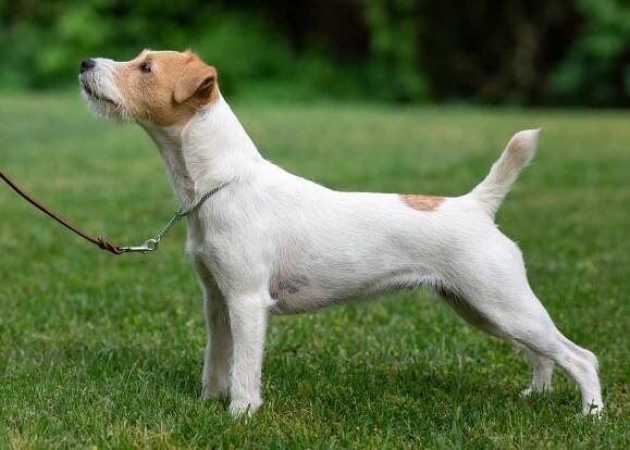 Little Eden Leica - Little Eden Jack Russell Terriers