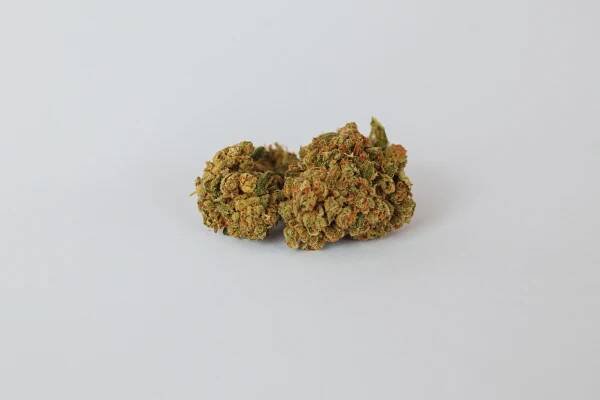 Subjektivní psychotropní a somatické účinky nitrožilně podaného THC – Magazín Konopí