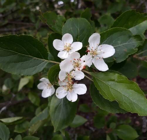 Malus rockii