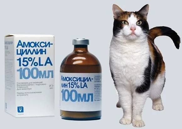Jaké antibiotikum je pro kočky nejlepší?