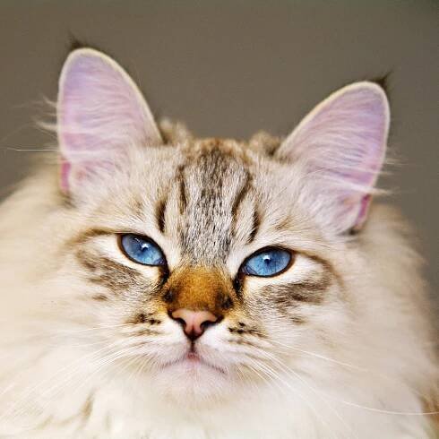 Fotografie z Něvské maškarády cat.jpg
