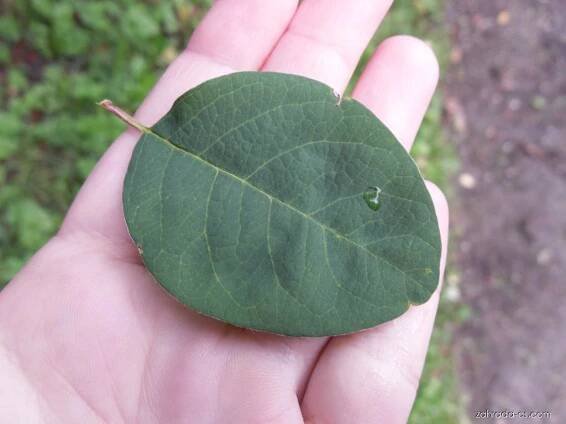 Skalník mnohokvětý (Cotoneaster multiflorus)