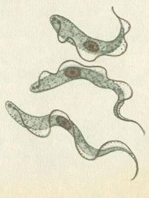 Praprvoci - Bičíkovci - Zooflagellata - Trypanozoma spavičná