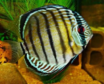 Can You Keep Discus Fish in a Community Tank?