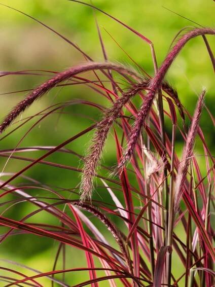 OBI Dochan psárkovitý "Fireworks" průměr květináče cca 19 cm Pennisetum
