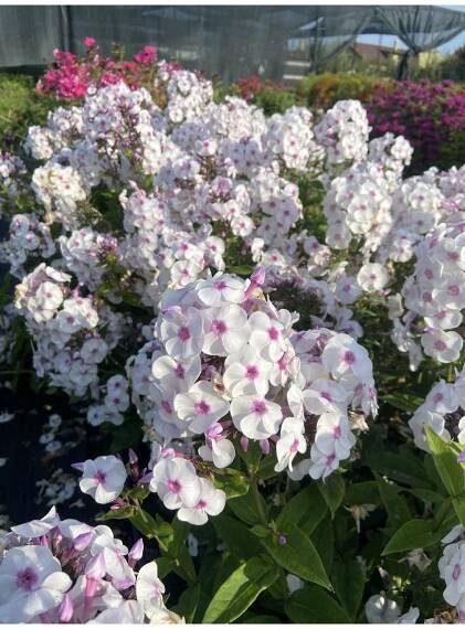 Phlox paniculata WHITE ADMIRAL PURPLE EYE - plamenka latnatá, flox - Lukon Glads s.r.o.